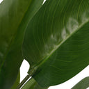 Fluid Home Interiors - Faux Non Flowering Bird of Paradise Indoor Plant - Libra Interiors